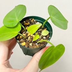 フィロデンドロン オキシカルジウム レモンライム②の画像