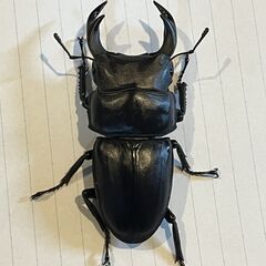 岩手県産オオクワガタ WF1　NO.2の画像