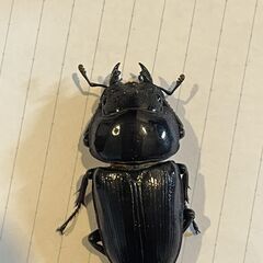 岩手県産オオクワガタ WF1　NO.2の画像
