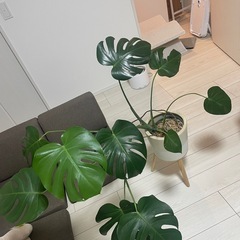 観葉植物 モンステラ アダンソニーの画像