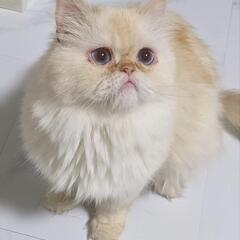 ミヌエット長足 1歳 大きな青い目の男の子