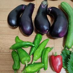 ９月のお野菜９点の画像