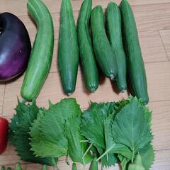 ９月のお野菜９点の画像
