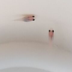 パンダメダカ幼魚8匹の画像