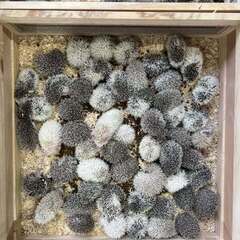 パイド　ハリネズミ　祭り　他生体交換OK