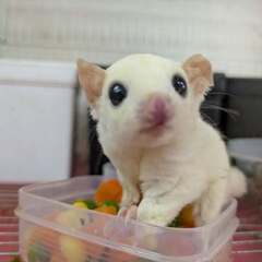 フクロモモンガ　祭り　交換　下取り可