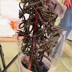 【希少】ボーベルディ　黒錦蝶 多肉植物　観葉植物　の画像