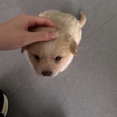 宜しければ犬触らせてください...！！