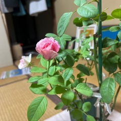 薔薇の画像