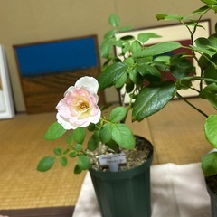 薔薇の画像