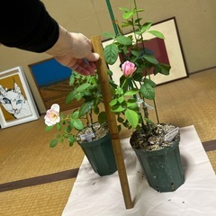 薔薇の画像