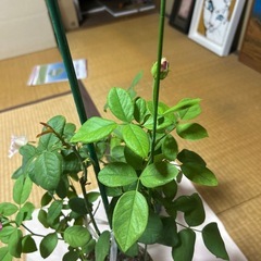 薔薇の画像