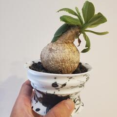 【コレクション株】ユーフォルビア プリムリフォリア / パキポディウム グラキリス 塊根植物 コーデックス アガベの画像