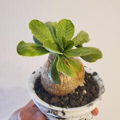 【コレクション株】ユーフォルビア プリムリフォリア / パキポディウム グラキリス 塊根植物 コーデックス アガベの画像