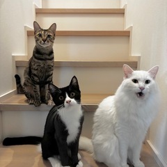 マミ🐱麦わら柄 − 熊本県