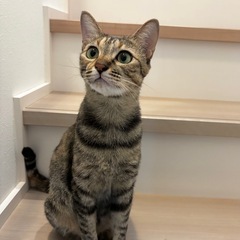 マミ🐱麦わら柄
