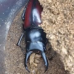 【売約済み】ドンキエルコクワガタ ペア(赤ドンキ)　♂50㎜♀フリーの画像