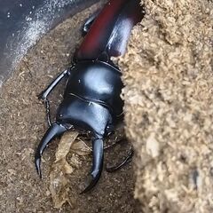 【売約済み】ドンキエルコクワガタ ペア(赤ドンキ)　♂50㎜♀フリーの画像