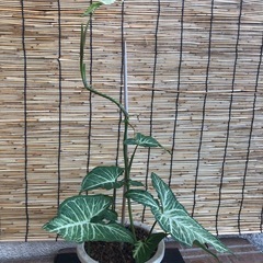 シンゴニウムネオン①の画像