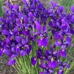 菖蒲苗　紫の画像