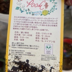 バラ強香の画像