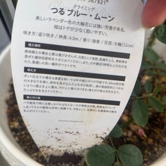 バラ強香の画像
