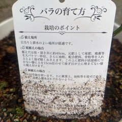 バラ中香の画像