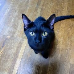 美しい黒猫テトトちゃん