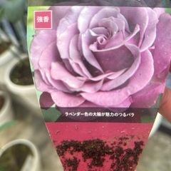 バラ強香の画像