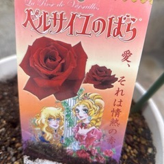 バラ強香の画像