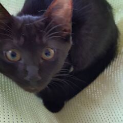 美しい黒猫クロム君 − 埼玉県