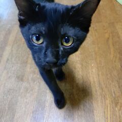 美しい黒猫クロム君 - 猫