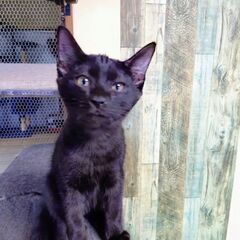 美しい黒猫クロム君