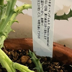 【ガガイモ科】『 セネキオ・ペンデュルス 」   カット苗 5.0〜7.0cm × 5 本の画像