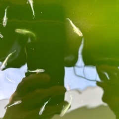 メダカ　エメキン　若魚10匹　めだかの画像