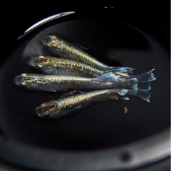 メダカ　エメキン　若魚10匹　めだかの画像