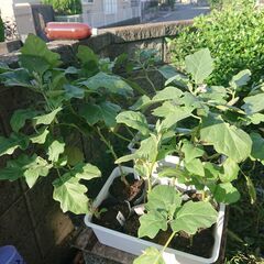 【無料】まだ間に合う！秋どりに！！ナス苗差し上げますの画像