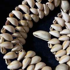 【宝貝タカラガイの装飾品】の画像