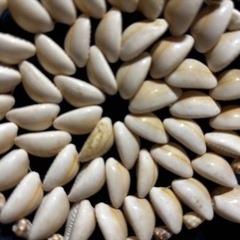 【宝貝タカラガイの装飾品】の画像