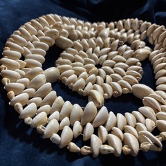 【宝貝タカラガイの装飾品】の画像