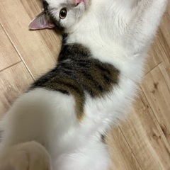 里親募集中です - 鹿児島市