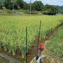 無農薬野菜を栽培しています。