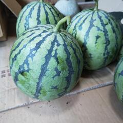常陸太田 黄色い小玉西瓜朝採り一玉500円の画像