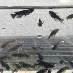 【決まりました】メダカ　オロチ鰭長　画像分全部匹の画像