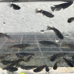 【決まりました】メダカ　オロチ鰭長　画像分全部匹の画像