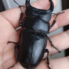 オオクワガタ能勢SR血統♂♀ペア55の画像