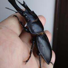 オオクワガタ能勢SR血統♂♀ペア55の画像