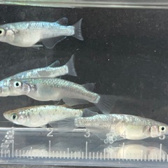 メダカ ネプチューン5匹の画像