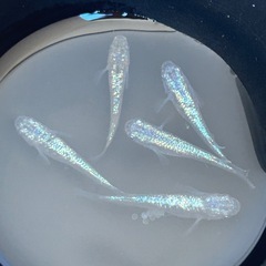 メダカ ネプチューン5匹の画像