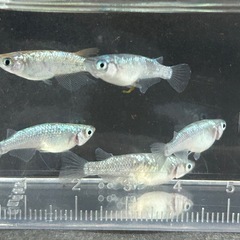 メダカ ネプチューン5匹の画像